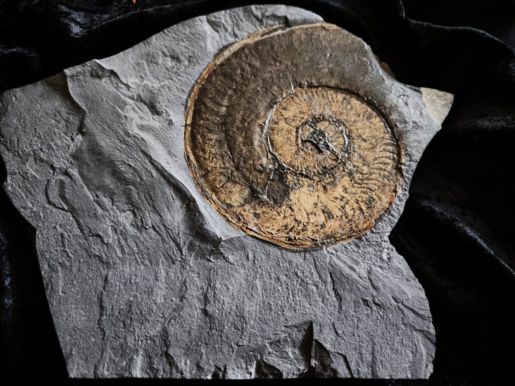 Harpoceras falcifer, Lias, Untertoarcium, Holzmaden  * reserviert *
