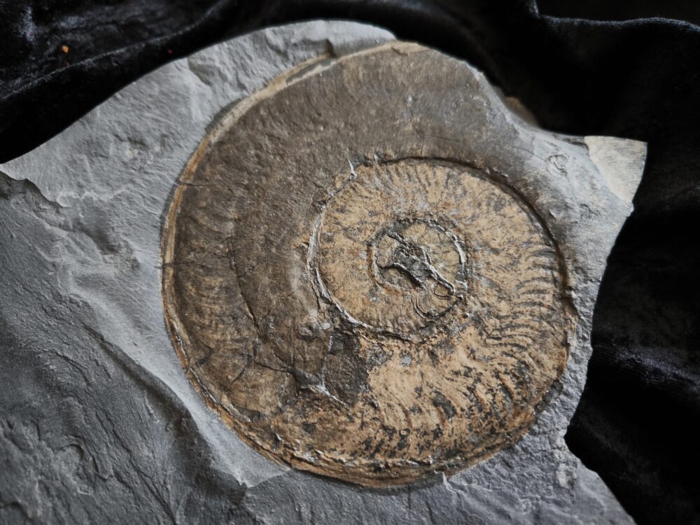 Harpoceras falcifer, Lias, Untertoarcium, Holzmaden * reserviert *