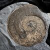 Harpoceras falcifer, Lias, Untertoarcium, Holzmaden * reserviert *