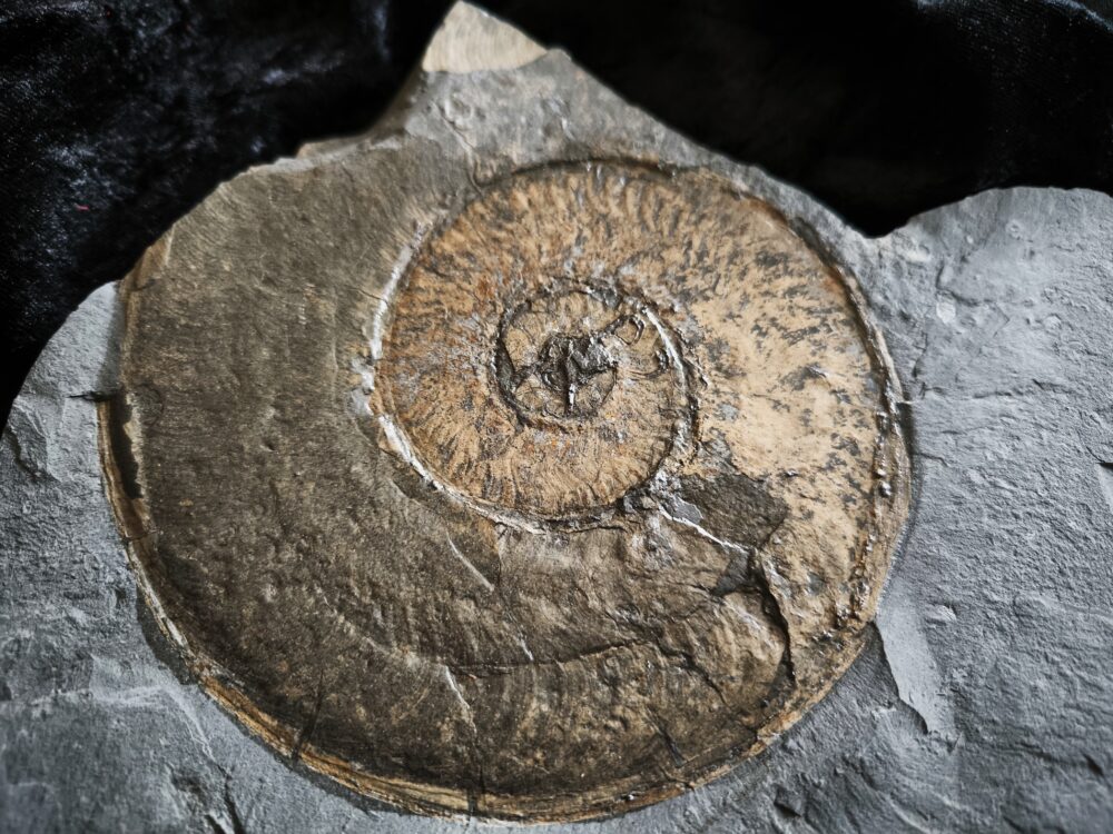Harpoceras falcifer, Lias, Untertoarcium, Holzmaden * reserviert *