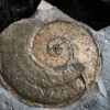 Harpoceras falcifer, Lias, Untertoarcium, Holzmaden * reserviert *