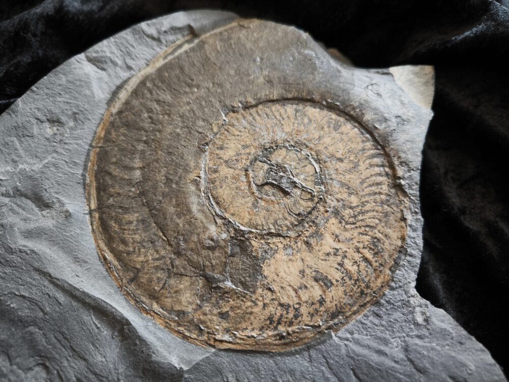 Harpoceras falcifer, Lias, Untertoarcium, Holzmaden * reserviert *