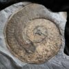 Harpoceras falcifer, Lias, Untertoarcium, Holzmaden * reserviert *