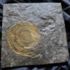 Hildaites levisoni, Lias, Untertoarcium, Holzmaden