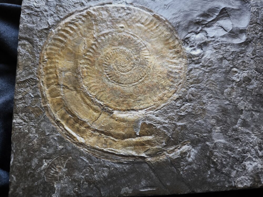 Hildaites levisoni, Lias, Untertoarcium, Holzmaden