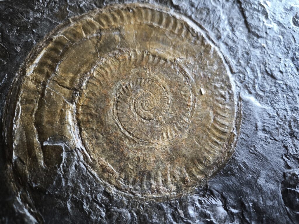 Hildaites levisoni, Lias, Untertoarcium, Holzmaden