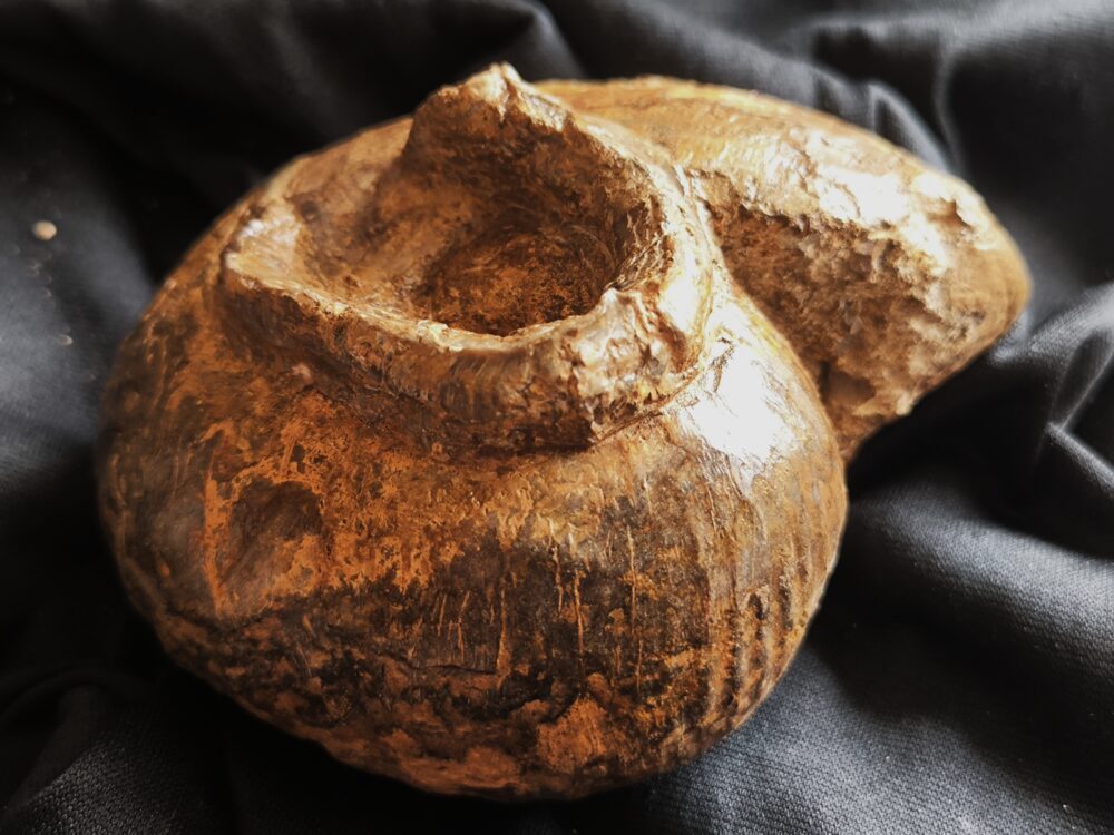 Großer Bullatimorphites mit Serpel, Dogger, Lochengebiet  * reserviert *