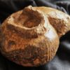 Großer Bullatimorphites mit Serpel, Dogger, Lochengebiet  * reserviert *