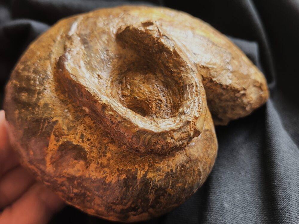 Großer Bullatimorphites mit Serpel, Dogger, Lochengebiet  * reserviert *