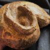 Großer Bullatimorphites mit Serpel, Dogger, Lochengebiet  * reserviert *