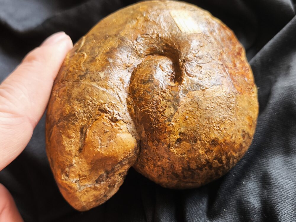 Großer Bullatimorphites mit Serpel, Dogger, Lochengebiet  * reserviert *