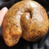 Großer Bullatimorphites mit Serpel, Dogger, Lochengebiet  * reserviert *
