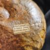 Großer Bullatimorphites mit Serpel, Dogger, Lochengebiet  * reserviert *