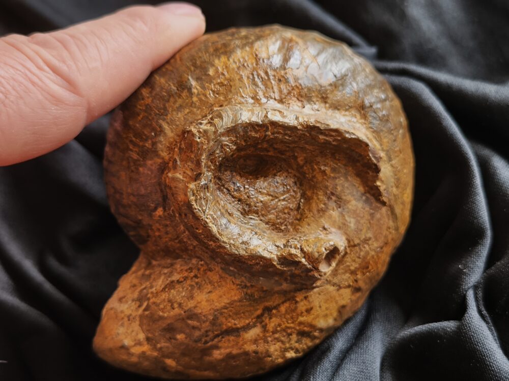 Großer Bullatimorphites mit Serpel, Dogger, Lochengebiet  * reserviert *
