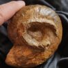 Großer Bullatimorphites mit Serpel, Dogger, Lochengebiet  * reserviert *