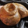 Großer Bullatimorphites mit Serpel, Dogger, Lochengebiet  * reserviert *