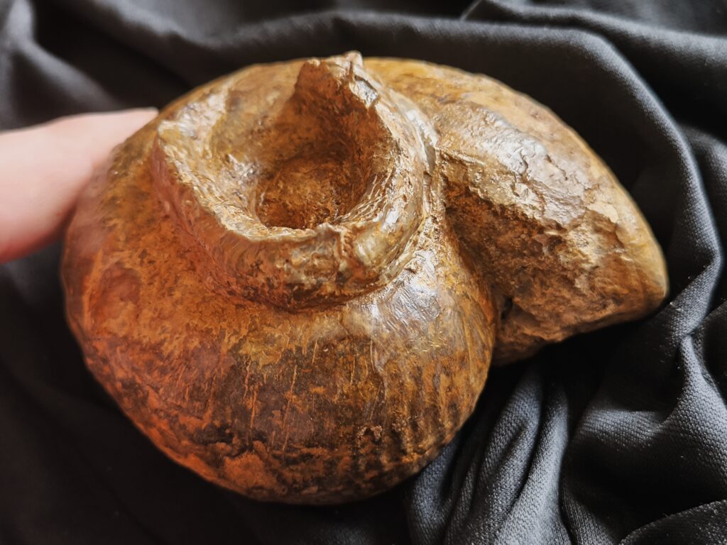 Großer Bullatimorphites mit Serpel, Dogger, Lochengebiet  * reserviert *