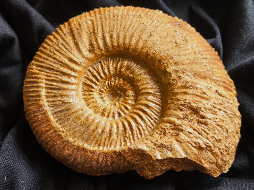 Reineckeia ( Collotia ) sp., Dogger, Montreuil Bellay