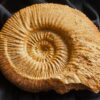 Reineckeia ( Collotia ) sp., Dogger, Montreuil Bellay