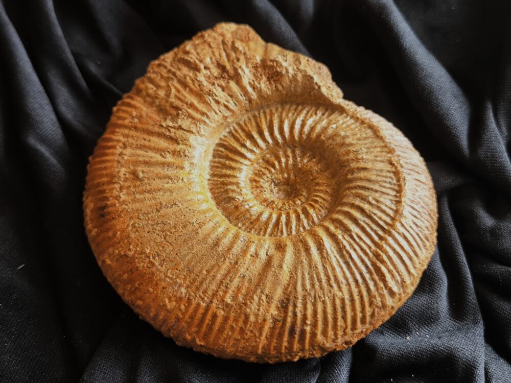 Reineckeia ( Collotia ) sp., Dogger, Montreuil Bellay