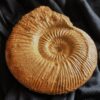 Reineckeia ( Collotia ) sp., Dogger, Montreuil Bellay
