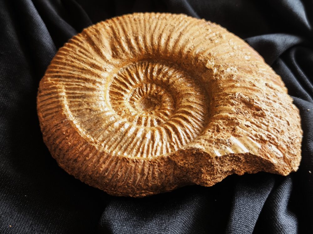 Reineckeia ( Collotia ) sp., Dogger, Montreuil Bellay