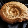 Reineckeia ( Collotia ) sp., Dogger, Montreuil Bellay