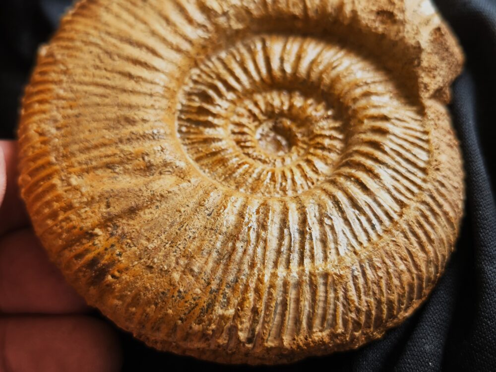 Reineckeia ( Collotia ) sp., Dogger, Montreuil Bellay