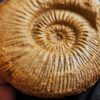 Reineckeia ( Collotia ) sp., Dogger, Montreuil Bellay