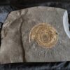 Schöne Platte mit Hildoceras lusitanicum, Lias, Holzmaden  * reserviert *
