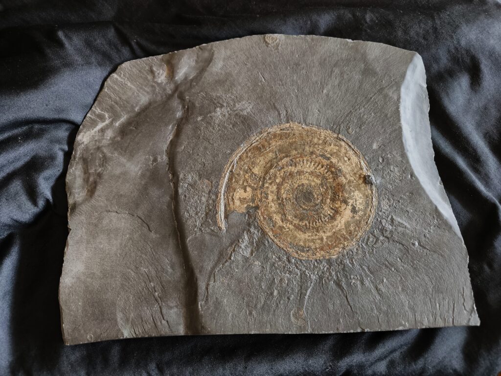 Schöne Platte mit Hildoceras lusitanicum, Lias, Holzmaden  * reserviert *