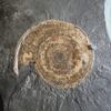 Schöne Platte mit Hildoceras lusitanicum, Lias, Holzmaden  * reserviert *