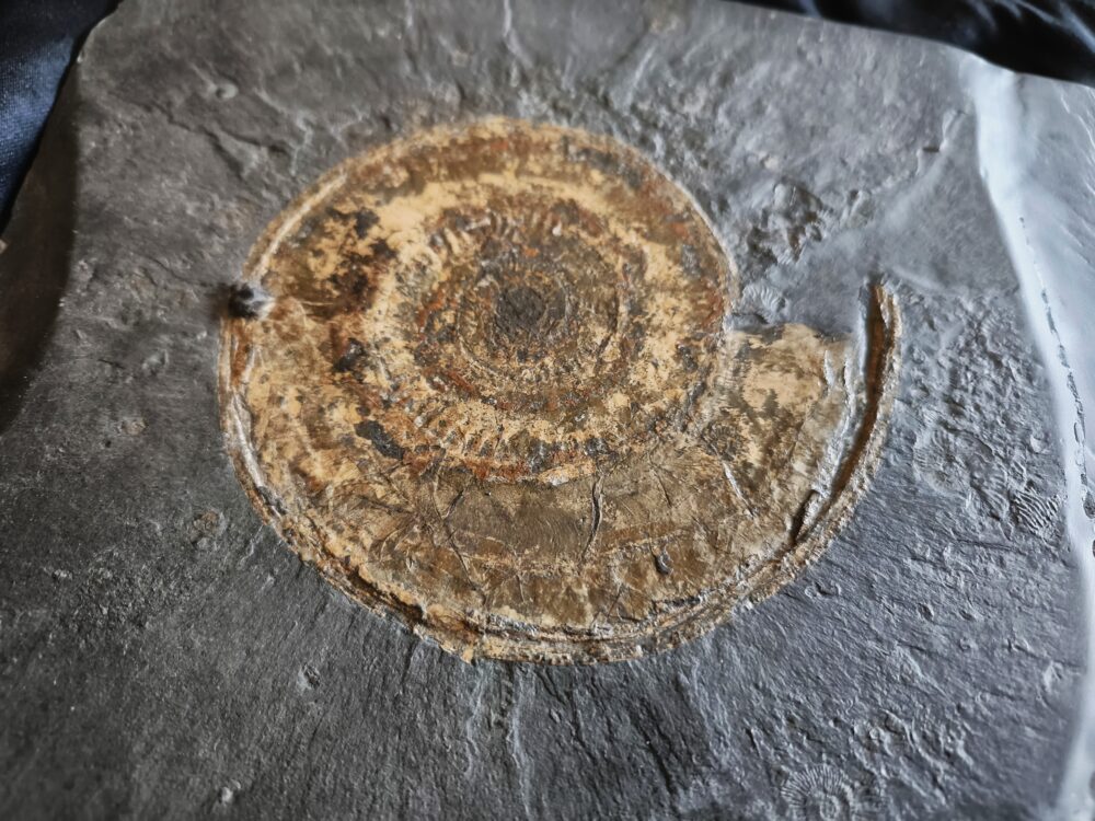 Schöne Platte mit Hildoceras lusitanicum, Lias, Holzmaden  * reserviert *