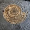 Schöne Platte mit Hildoceras lusitanicum, Lias, Holzmaden  * reserviert *