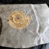 Schöne Platte mit Hildoceras lusitanicum, Lias, Holzmaden  * reserviert *