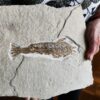 Großgarnele, Antrimpos undenarius, Malm, Plattenkalk, Nusplingen  * reserviert *