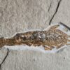 Großgarnele, Antrimpos undenarius, Malm, Plattenkalk, Nusplingen  * reserviert *
