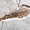 Großgarnele, Antrimpos undenarius, Malm, Plattenkalk, Nusplingen  * reserviert *
