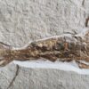 Großgarnele, Antrimpos undenarius, Malm, Plattenkalk, Nusplingen  * reserviert *