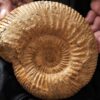 Parkinsonia dorsetensis, Dogger, Bayeux, Normandie