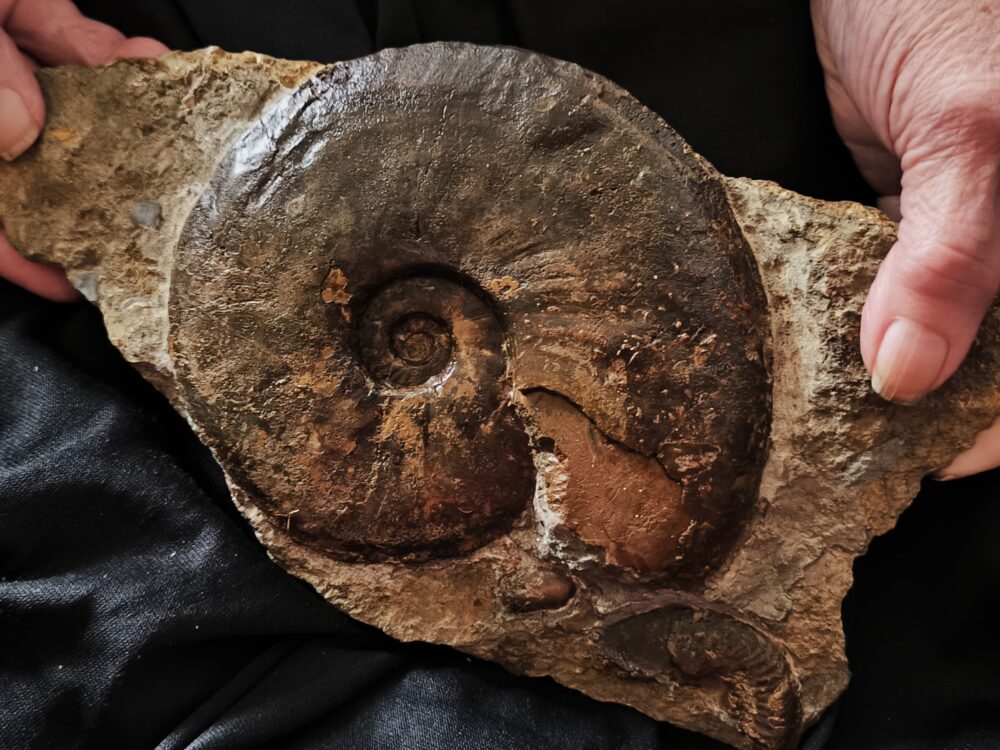 Staufenia sehndensis, Dogger, Gosheim