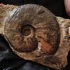 Staufenia sehndensis, Dogger, Gosheim