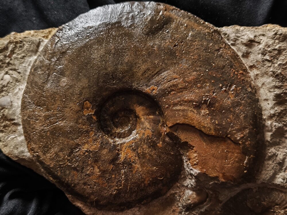 Staufenia sehndensis, Dogger, Gosheim