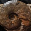 Staufenia sehndensis, Dogger, Gosheim