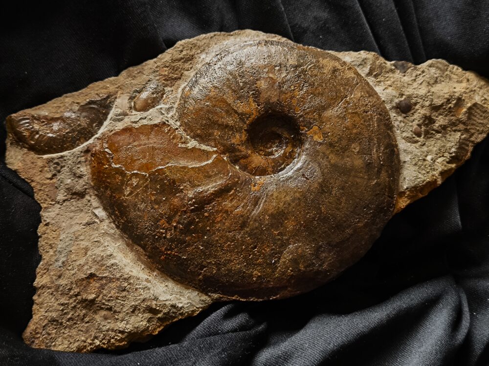 Staufenia sehndensis, Dogger, Gosheim