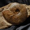 Staufenia sehndensis, Dogger, Gosheim