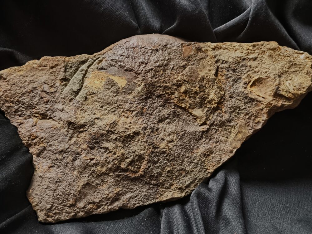 Staufenia sehndensis, Dogger, Gosheim