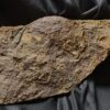 Staufenia sehndensis, Dogger, Gosheim