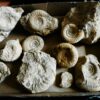 Konvolut, Kiste unpräpariert, Callovium, St. Laon, Westfrankreich