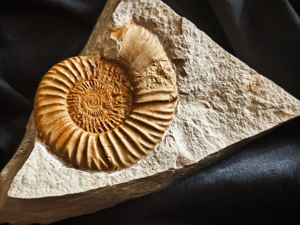 Subnebrodites planula, seltener Microconch mit " Ohr", Malm, Heidenheim am Hahnenkamm * reserviert *